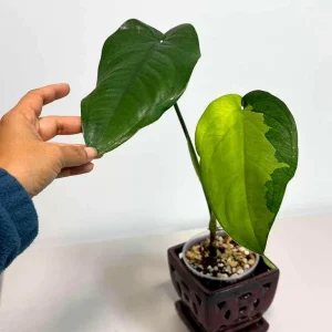 Variegated Syngonium Chiapense Albo Live Plant - Unique Aroid with White Variegation - Image 3
