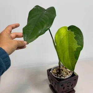 Variegated Syngonium Chiapense Albo Live Plant – Unique Aroid Houseplant - Image 3