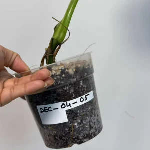 Variegated Syngonium Chiapense Albo Live Plant - Unique Aroid Houseplant - Image 4