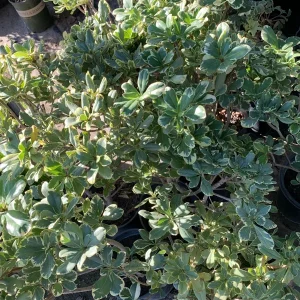 Variegated Tobira Live Plant – 1-2 ft Tall in 1 Gallon Pot – Indoor/Outdoor Shrub - Image 1