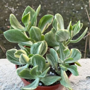 Variegated Tri Color Jade Plant Live - Crassula Ovata Succulent - 2-4 inch Pot - Image 2