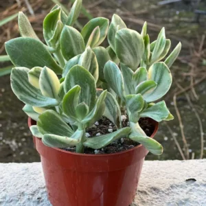 Variegated Tri Color Jade Plant Live - Crassula Ovata Succulent - 2-4 inch Pot - Image 3