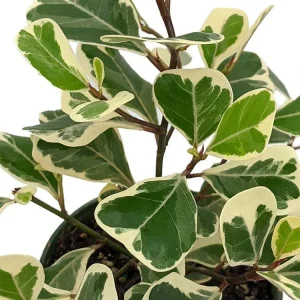 Variegated Triangle Weeping Fig Live Plant - Ficus triangularis variegata - 6" Pot - Image 1