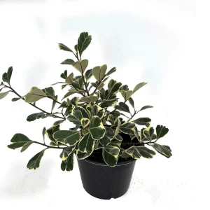 Variegated Triangle Weeping Fig Live Plant - Ficus triangularis variegata - 6" Pot - Image 2