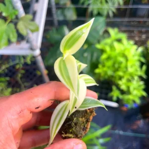 Variegated Vanilla Orchid Live Plant - Rare Edible Bean Vine, 4-6 inches - Image 2