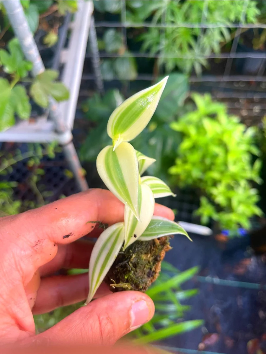 Variegated Vanilla Orchid Live Plant - Rare Edible Bean Vine, 4-6 inches - Image 2