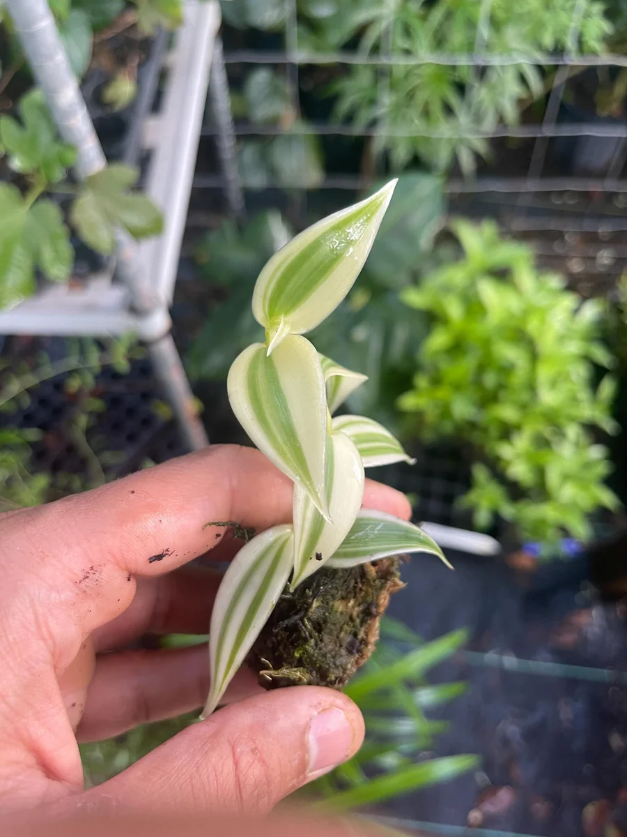 Variegated Vanilla Orchid Live Plant - Rare Edible Bean Vine, 4-6 inches - Image 4
