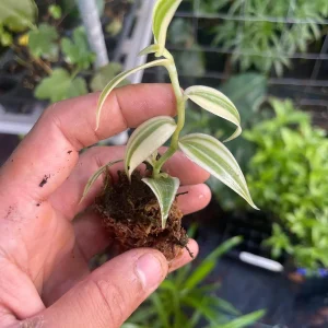 Variegated Vanilla Orchid Live Plant - Rare Edible Bean Vine, 4-6 inches - Image 5