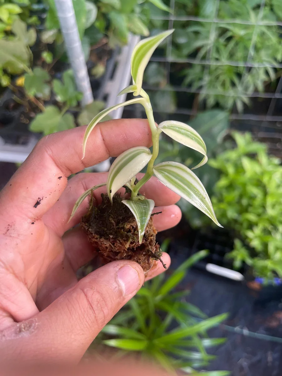 Variegated Vanilla Orchid Live Plant - Rare Edible Bean Vine, 4-6 inches - Image 5