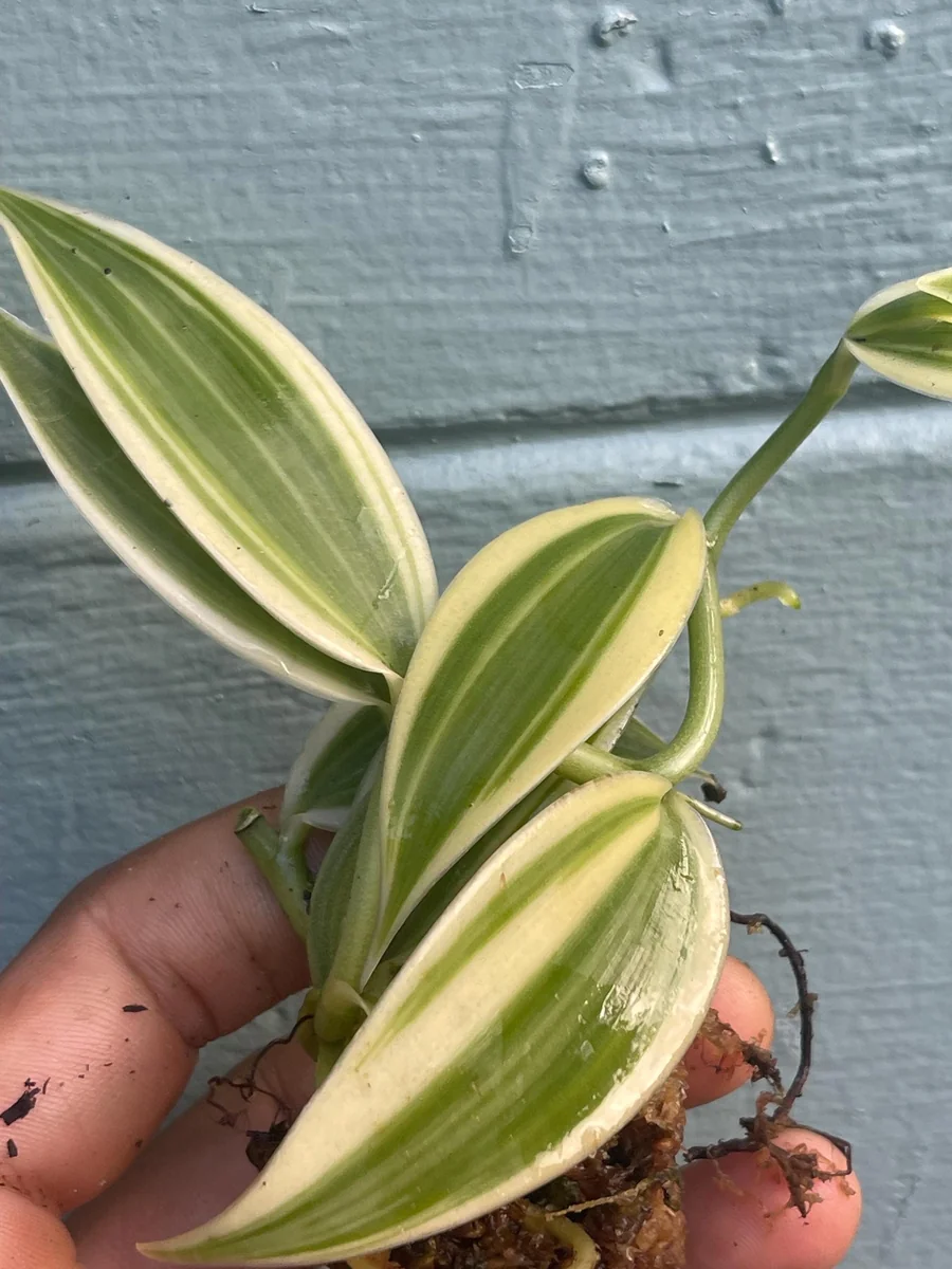 Variegated Vanilla Orchid Live Plant - Rare Edible Bean Vine, 4-6 inches - Image 6