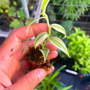 Variegated Vanilla Orchid Live Plant - Rare Edible Bean Vine, 4-6 inches - Image 7