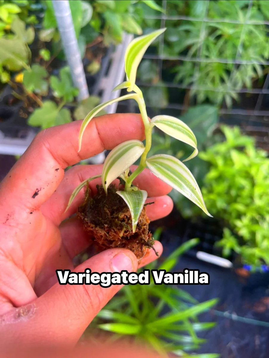 Variegated Vanilla Orchid Live Plant - Rare Edible Bean Vine, 4-6 inches - Image 1