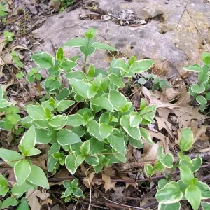 Variegated Vinca Live Plant - 12 Perennial Starter Plants - Outdoor Ground Cover - Image 1