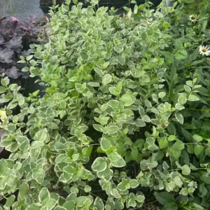 Variegated Vinca Major Live Plant - Hardy Periwinkle Groundcover, 3.5-inch Pot - Image 3