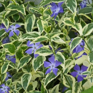 Variegated Vinca Major Live Plant - Hardy Periwinkle Groundcover, 3.5-inch Pot - Image 1