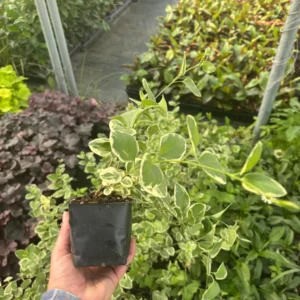 Variegated Vinca Major Live Plant - Hardy Periwinkle Groundcover, 3.5-inch Pot - Image 4