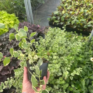 Variegated Vinca Major Live Plant - Hardy Periwinkle Groundcover, 3.5-inch Pot - Image 5