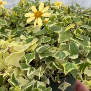 Variegated Wax Ivy Live Plant - Trailing Houseplant - 4