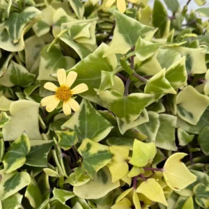 Variegated Wax Ivy Live Plant - Trailing Houseplant - 4"/6" Pot - Image 1