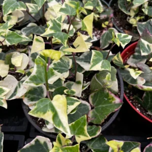 Variegated Wax Ivy Live Plant - Trailing Houseplant - 4
