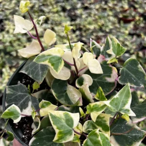 Variegated Wax Ivy Live Plant - Trailing Houseplant - 4