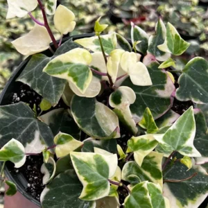 Variegated Wax Ivy Live Plant - Trailing Houseplant - 4