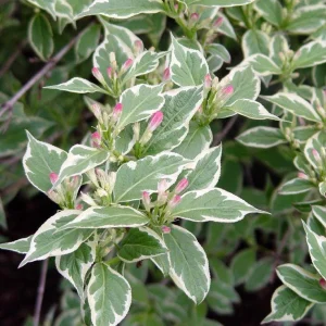Variegated Weigela Bare Root Plant - 2 Pack - Rose Pink Flowers, Outdoor Shrub - Image 1