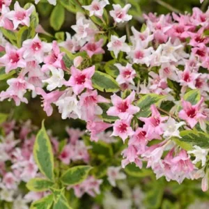 Variegated Weigela Bare Root Plants – 2 Pack – 1-2 ft Tall Deciduous Shrubs - Image 3