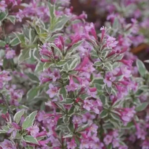 Variegated Weigela Live Plant - Weigela florida Shrub, Compact, Up to 2 ft - Image 1