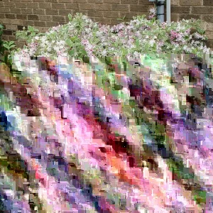 Variegated Weigela Live Plant - Weigela florida 'Variegata' - 12+ Inches Tall - Bare Root Outdoor Shrub - Image 1