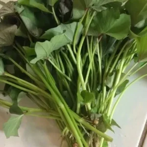 Variety Sweet Potato Slips - 15 Count Beauregard, Japanese White, Purple - Image 4