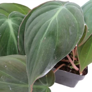 Velvet Leaf Bronze Micans Philodendron Live Plant - 4 inch Pot - Trailing Indoor Vine - Image 2