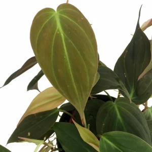 Velvet Leaf Bronze Micans Philodendron Live Plant - 4 inch Pot - Trailing Indoor Vine - Image 3