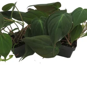 Velvet Leaf Bronze Micans Philodendron Live Plant - 4 inch Pot - Trailing Indoor Vine - Image 4