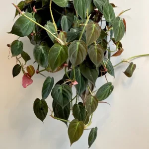 Velvet Leaf Philodendron Mican Cuttings - Live Houseplant - Rare Vining Indoor Plant - Image 8