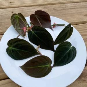 Velvet Leaf Philodendron Mican Cuttings - Live Houseplant - Rare Vining Indoor Plant - Image 9