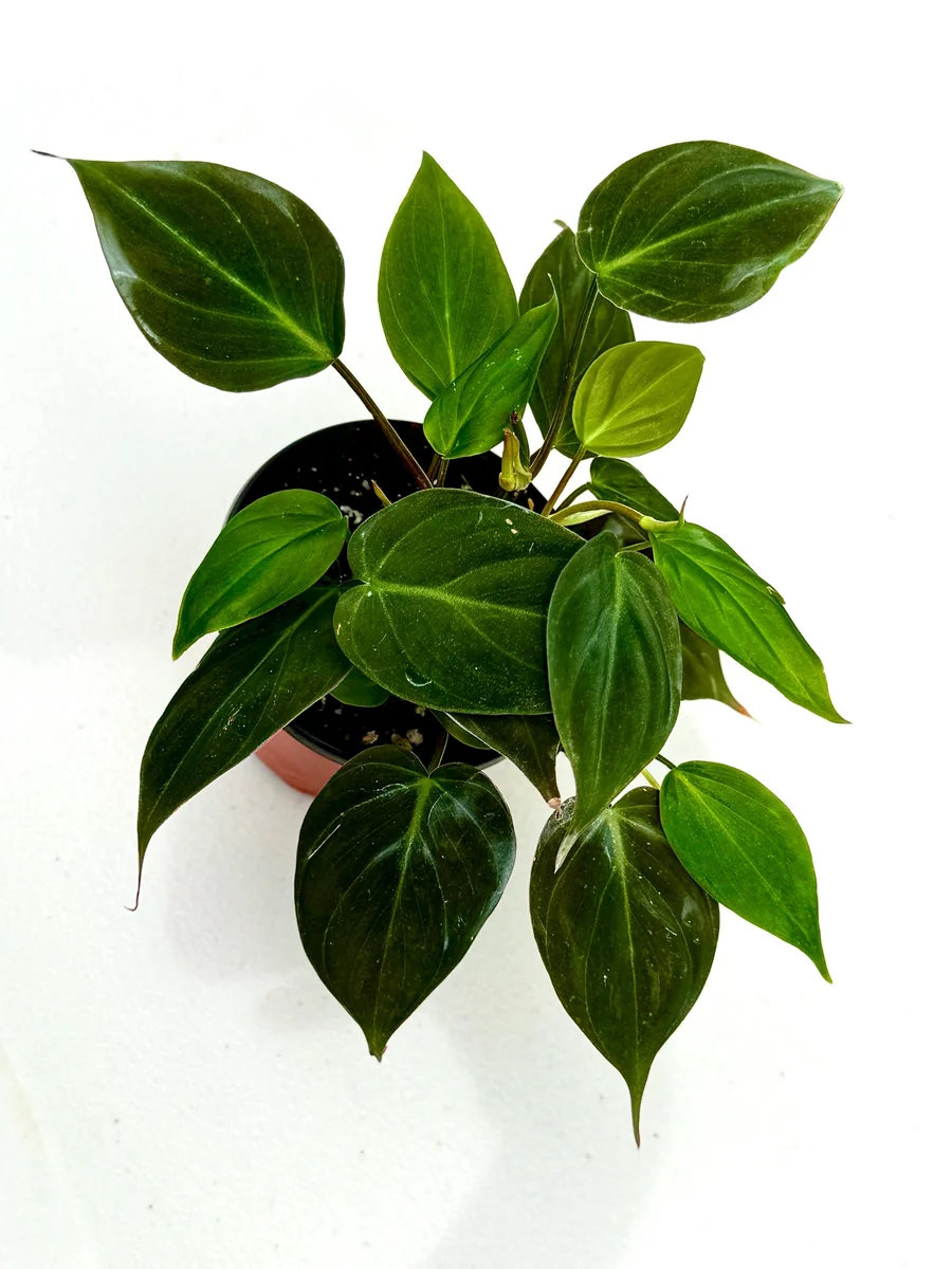 Velvet Leaf Philodendron Mican Cuttings - Live Plant - Rare Indoor Vining - Image 10
