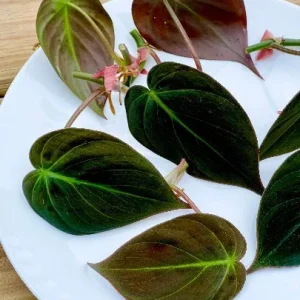 Velvet Leaf Philodendron Mican Cuttings - Live Plant - Easy Care Indoor Vining Plant - Image 2