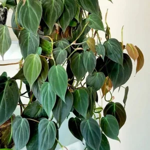 Velvet Leaf Philodendron Mican Cuttings - Live Plant - Easy Care Indoor Vining Plant - Image 3