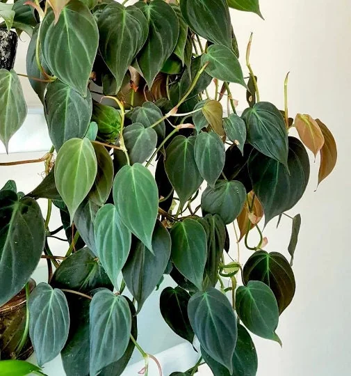 Velvet Leaf Philodendron Mican Cuttings - Live Plant - Rare Indoor Vining - Image 3