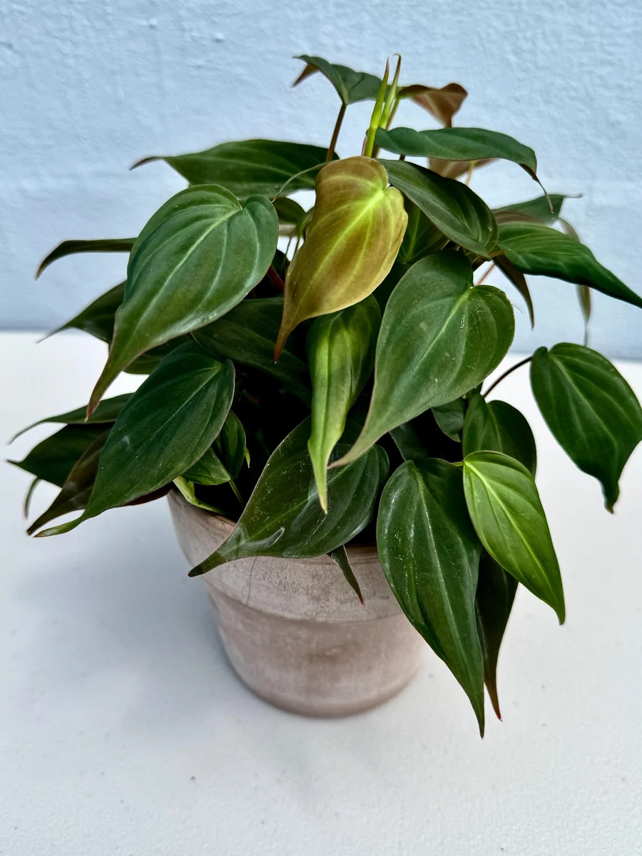 Velvet Leaf Philodendron Mican Cuttings - Live Plant - Rare Indoor Vining - Image 4