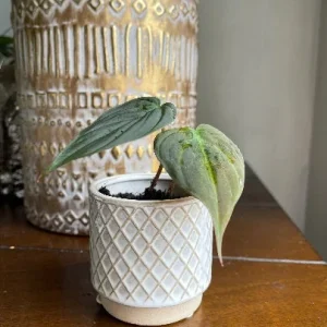 Velvet Leaf Philodendron Mican Cuttings - Live Plant - Rare Indoor Vining - Image 5