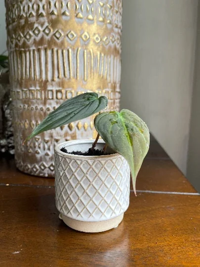 Velvet Leaf Philodendron Mican Cuttings - Live Plant - Rare Indoor Vining - Image 5