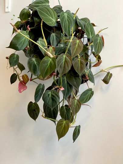 Velvet Leaf Philodendron Mican Cuttings - Live Plant - Rare Indoor Vining - Image 6