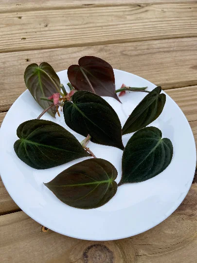 Velvet Leaf Philodendron Mican Cuttings - Live Plant - Rare Indoor Vining - Image 7
