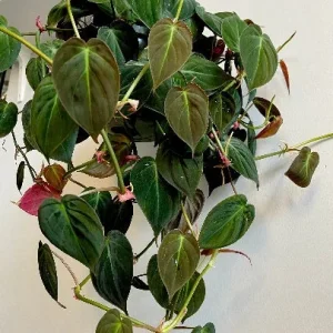 Velvet Leaf Philodendron Mican Cuttings - Live Plant - Easy Care Indoor Vining Plant - Image 8