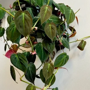 Velvet Leaf Philodendron Mican Cuttings - Live Plant - Rare Indoor Vining - Image 8