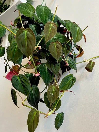 Velvet Leaf Philodendron Mican Cuttings - Live Plant - Rare Indoor Vining - Image 8