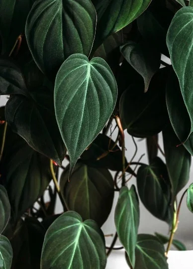 Velvet Leaf Philodendron Mican Cuttings - Live Plant - Rare Indoor Vining - Image 1