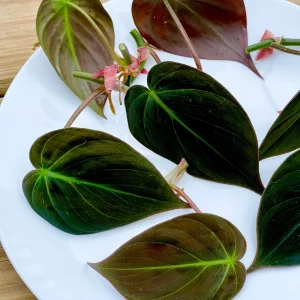 Velvet Leaf Philodendron Micans Live Plant - Unique Tropical Houseplant - Image 2